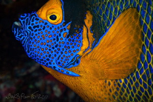 Yellowmask Angelfish / Blueface Angelfish
Digga Thila - ... by Boris Pamikov 